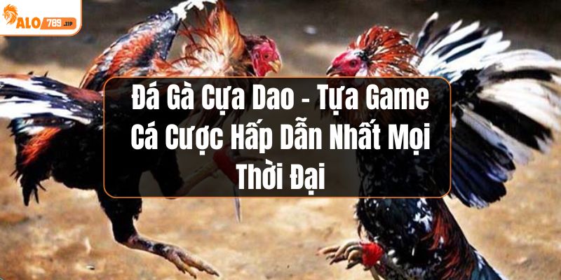 Đá gà cựa dao