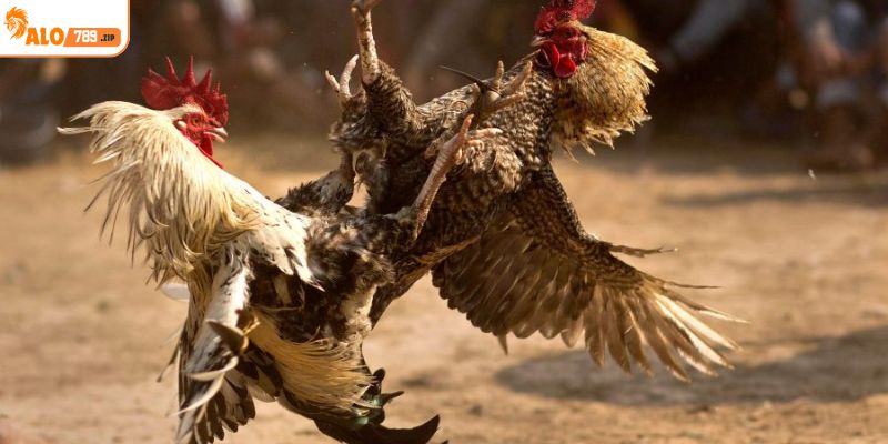 Tìm hiểu bộ môn đá gà cựa dao đình đám