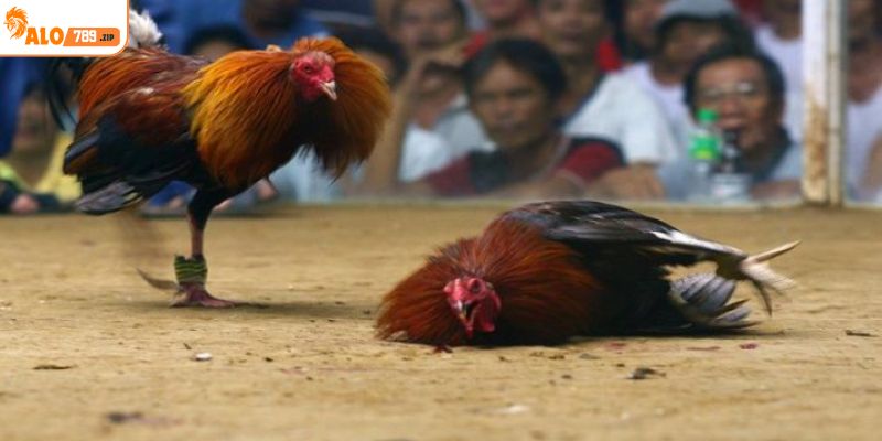 Mãn nhãn với những trận chiến gà đầy kịch tính