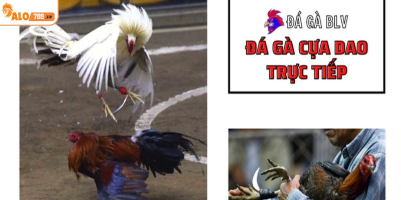 Xem phát sóng đấu gà trực tiếp tại sảnh game ALO789