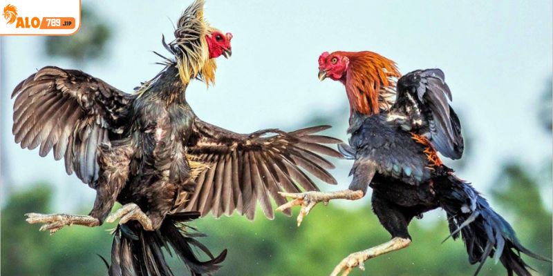 Đá gà cựa sắt là hình thức cá cược của đấu gà thomo