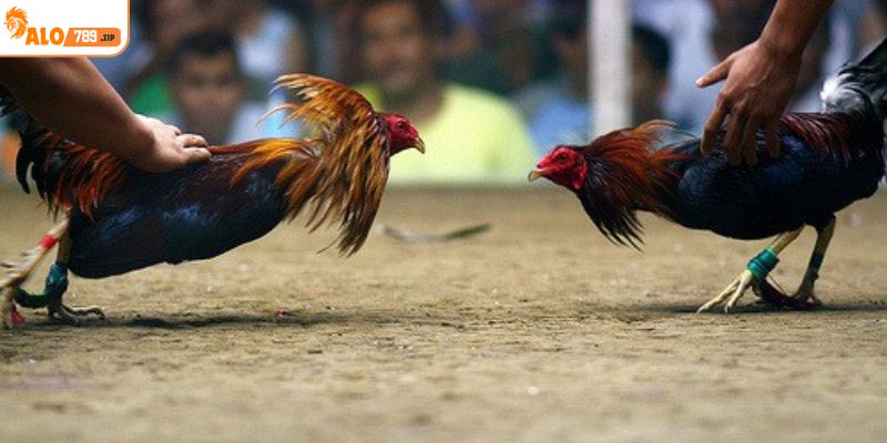 Đá gà cựa tròn được đánh giá là an toàn hơn so với cựa dao