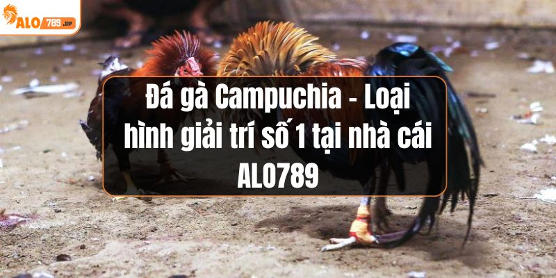 Đá gà Campuchia tại alo789
