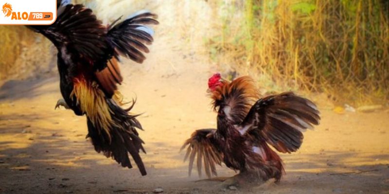 Đá gà campuchia có nguồn gốc từ các trường gà Campuchia