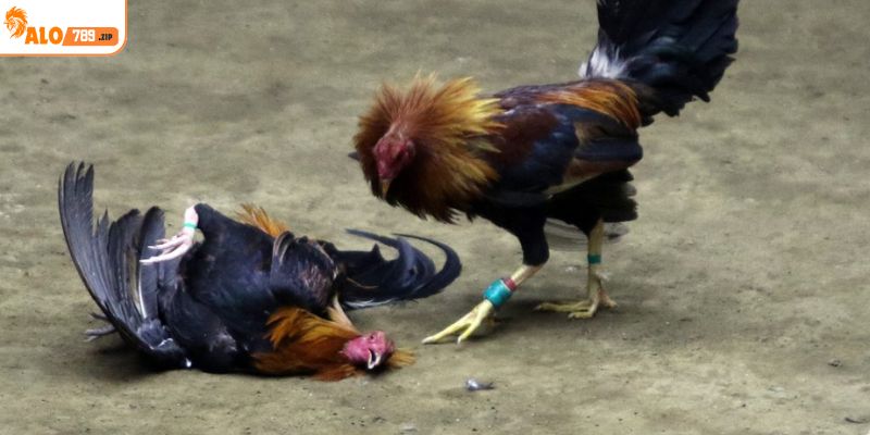 Dựa vào đặc điểm và màu sắc để chọn được chiến kê mạnh mẽ