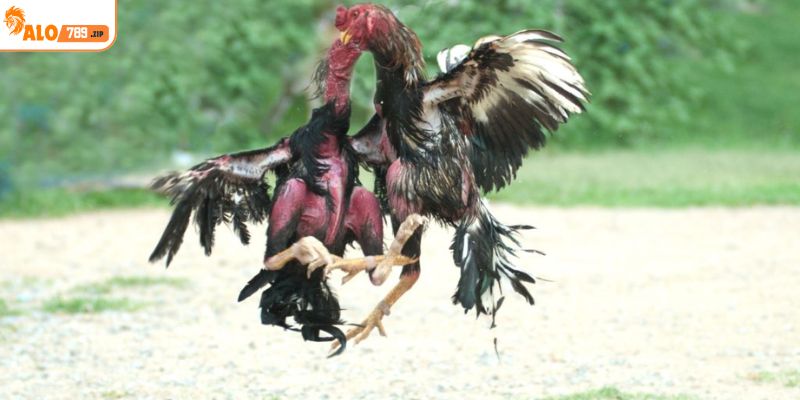 Tìm hiểu những thông tin liên quan đến đá gà trực truyền ALO789