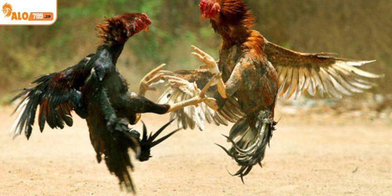 Hình thức đá gà trực tuyến có sức hút như thế nào?