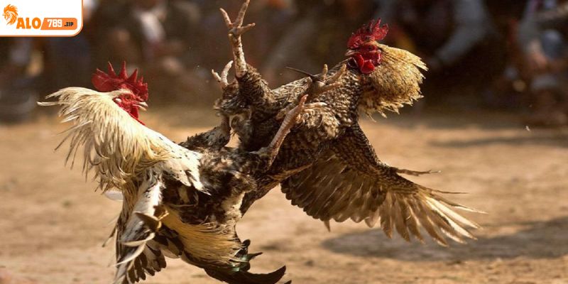 Đá gà cựa sắt loại hình kịch tính có tính sát thương cao