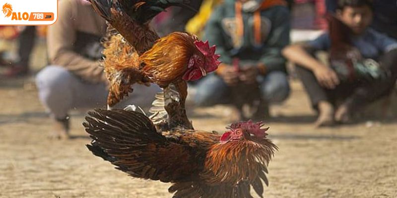 Đá gà đòn mang lại cảm giác chân thật đến từng cú đá