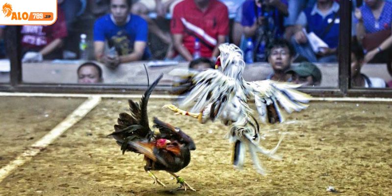 Sự lựa chọn của nhiều người khi coi đá gà trực tiếp tại ALO789
