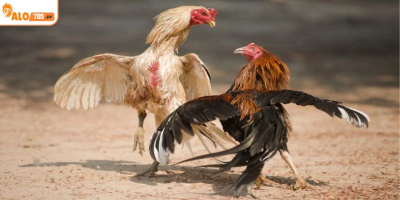 Tại ALO789 địa điểm coi đá gà trực tiếp
