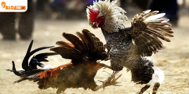 Một số kiến thức cơ bản cần biết về đá gà cựa tròn