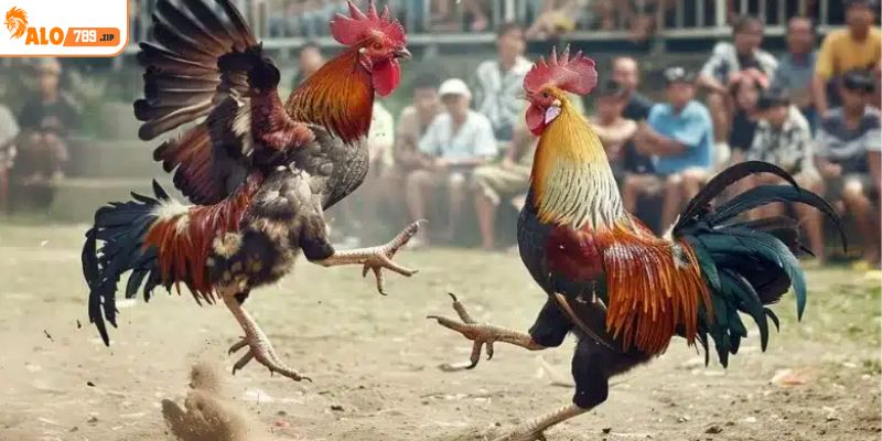 Tìm hiểu các quy định phổ biến khi tham gia đá gà cựa tròn