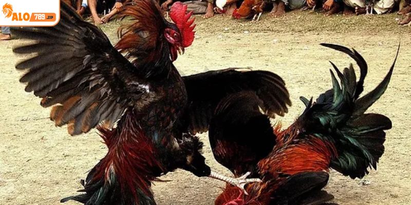 Cửa Meron phổ biến phù hợp cho những ai thích an toàn