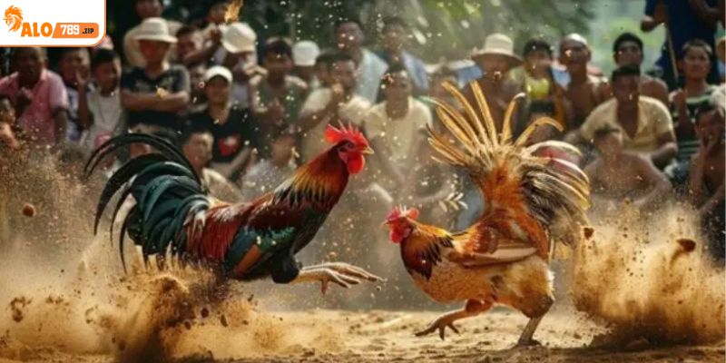 Điều kiện để có thể đặt cược đá gà SV368