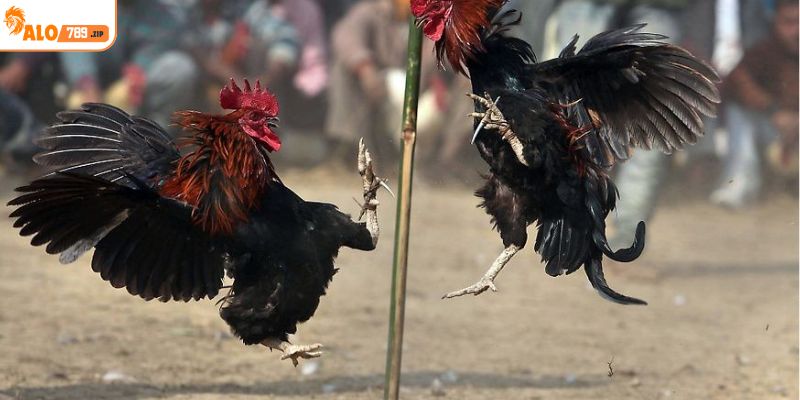 Vài chú ý cần nên nhớ trong luật chơi đá gà SV368