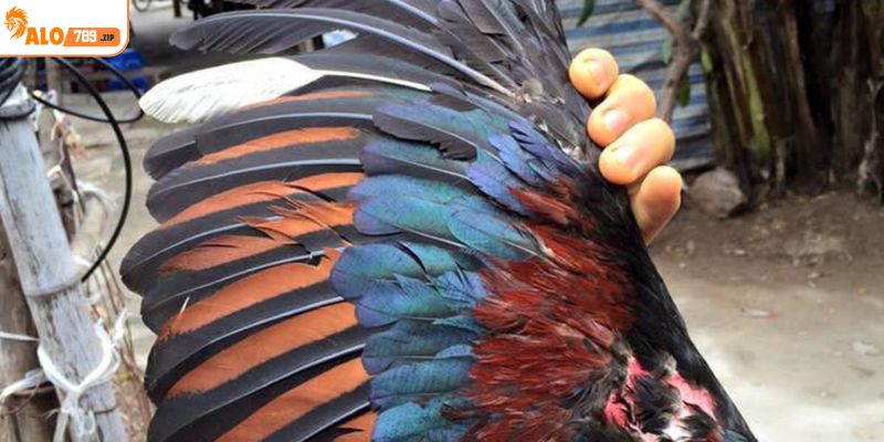 Cánh gà đòn yếu tố quyết định trong từng trận đấu