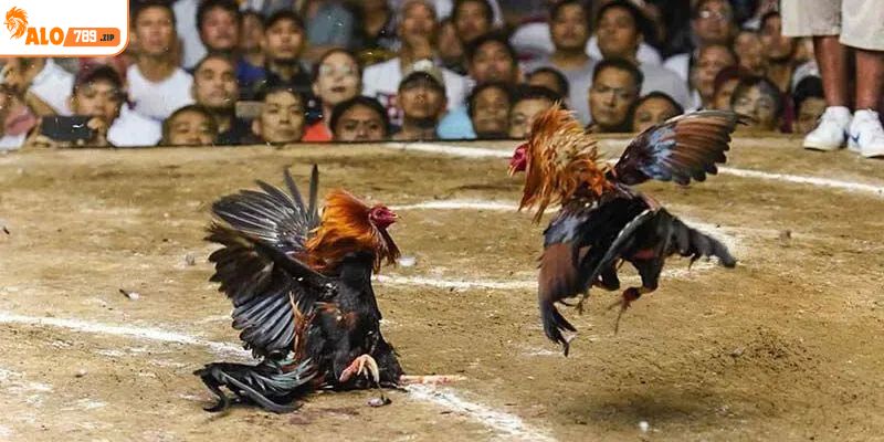 Tìm hiểu khái quát bộ môn đá gà tre online