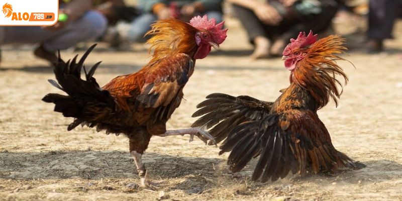 Chia sẻ mẹo hay từ chuyên gia đá gà mạng