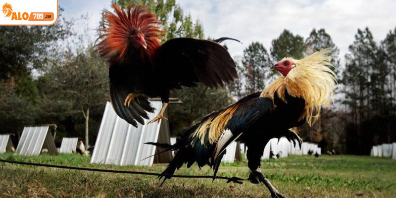 Khám phá sơ lược bộ môn đá gà Peru