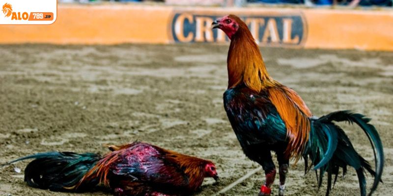 Cách phân biệt gà chọi Peru tiềm năng