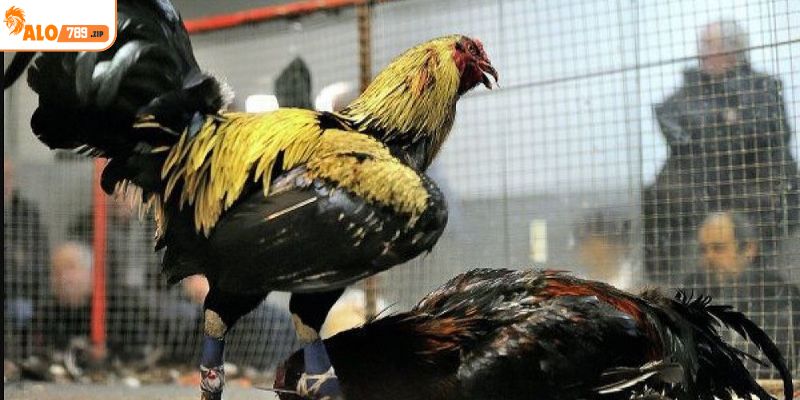Những điểm nổi bật của đá gà Peru tại ALO789