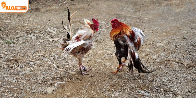 Những điều cần biết về luật đá gà CPC1